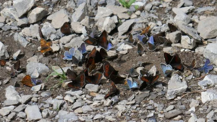 Butterflies gathering at damp areas of the ground to take up nutrients