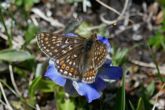 Euphydryas aurinia