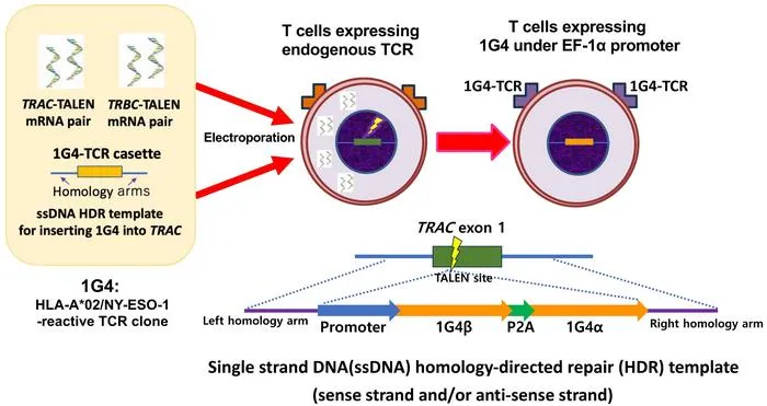 Summarizing scheme of nonviral TRAC genome editing by Platinum TALEN