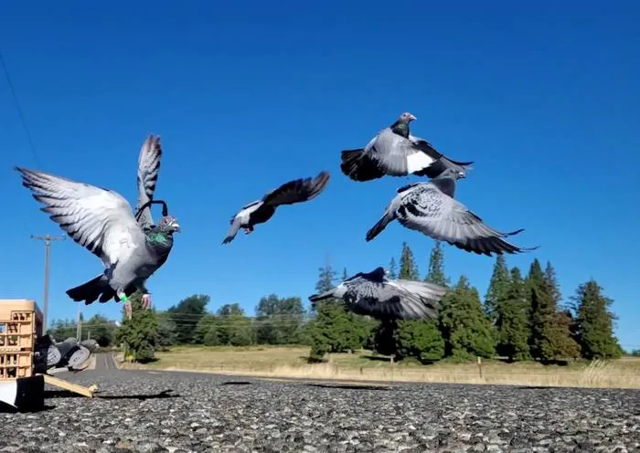 Pigeons during test flight