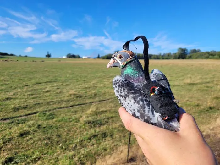Pigeon with head-mounted camera