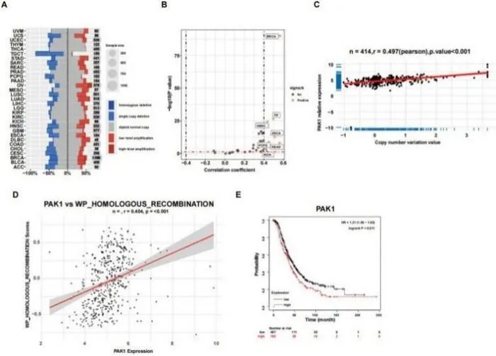 PAK1 expression is adversely associated with the overall survival of ovarian cancer patients