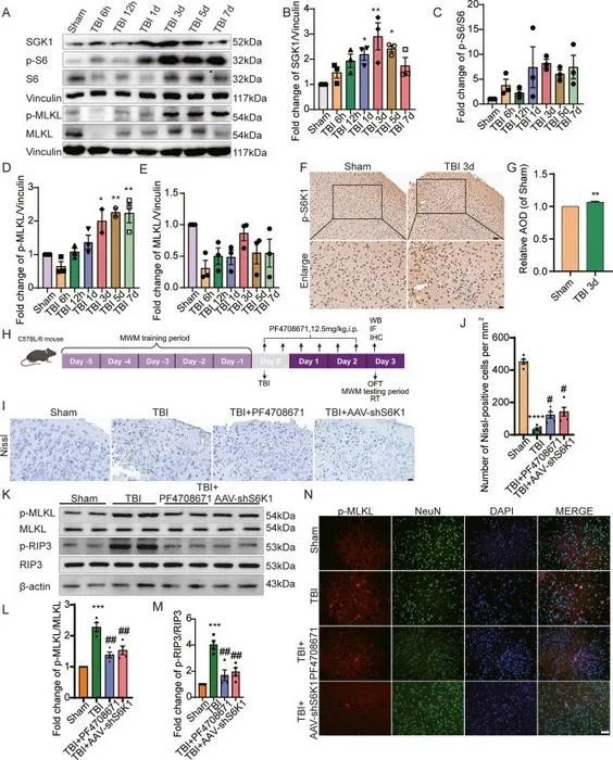 S6K1 inhibition alleviates neuronal necroptosis through SGK1 following TBI in mice.