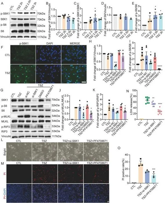 S6K1 knockdown and inhibition reduce necroptosis in HT22 cells.