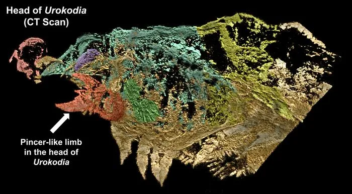 Urokodia under X-ray analysis