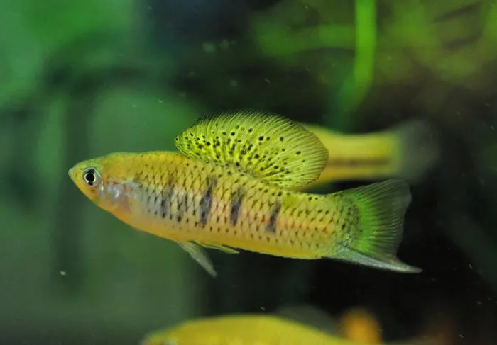 hybrid swordtail fish