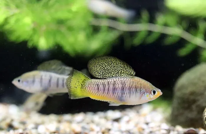 Sheepshead swordtail Xiphophorus birchmanni