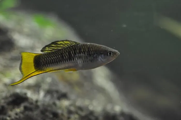 Highland swordtail, Xiphophorus malinche