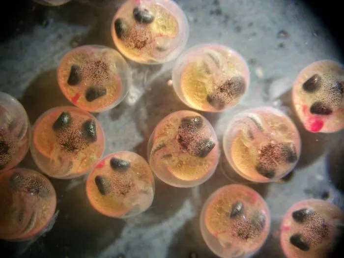 hybrid embryos