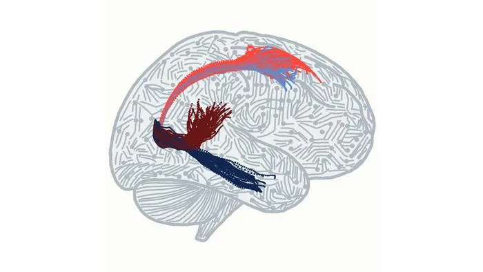 The Circuit that Lets Your Brain Think and See
