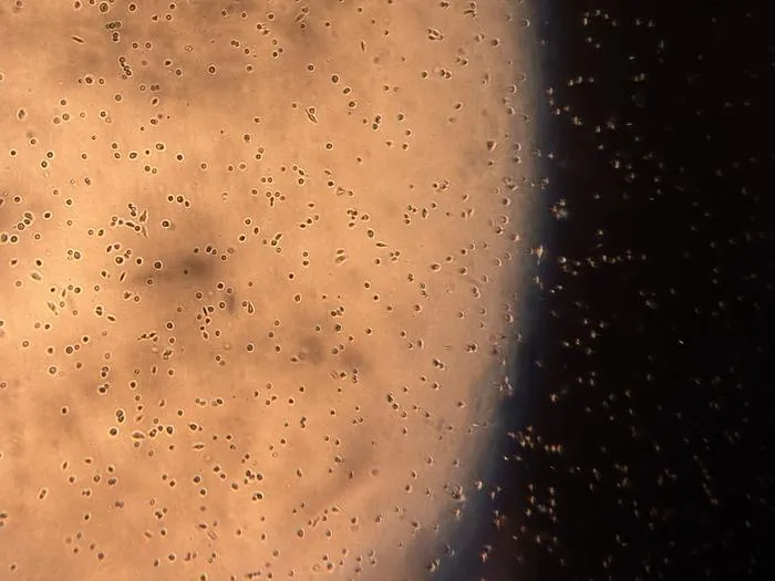 Nanoplastics under a microscope