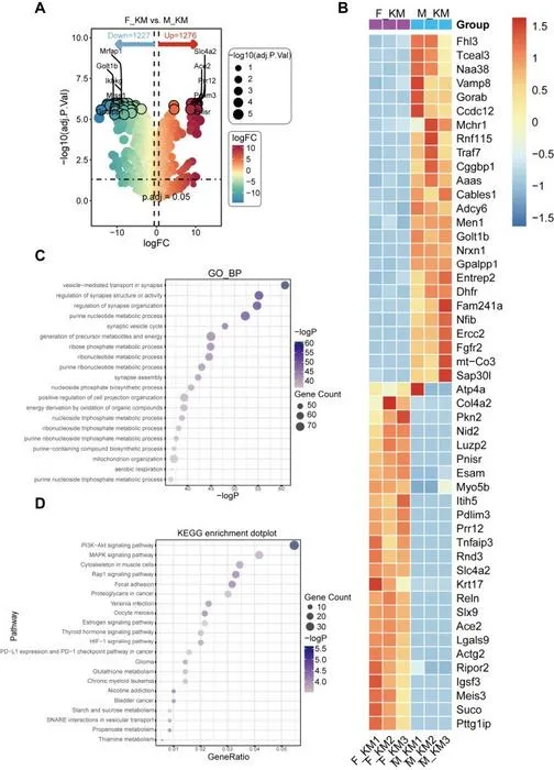 Analysis of Differentially Expressed Proteins in the Striatum of Female and Male IL6 Knockout (KO) Mice at 3 Days after MPTP Administration