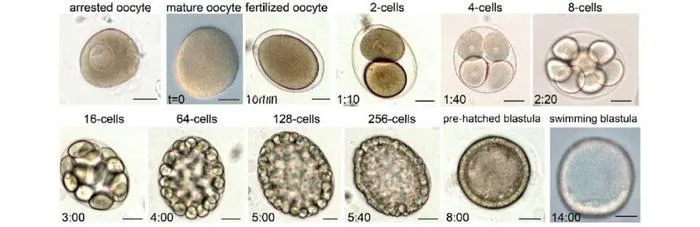 Egg cells and early embryonic stages of Asterias forbesi sea stars