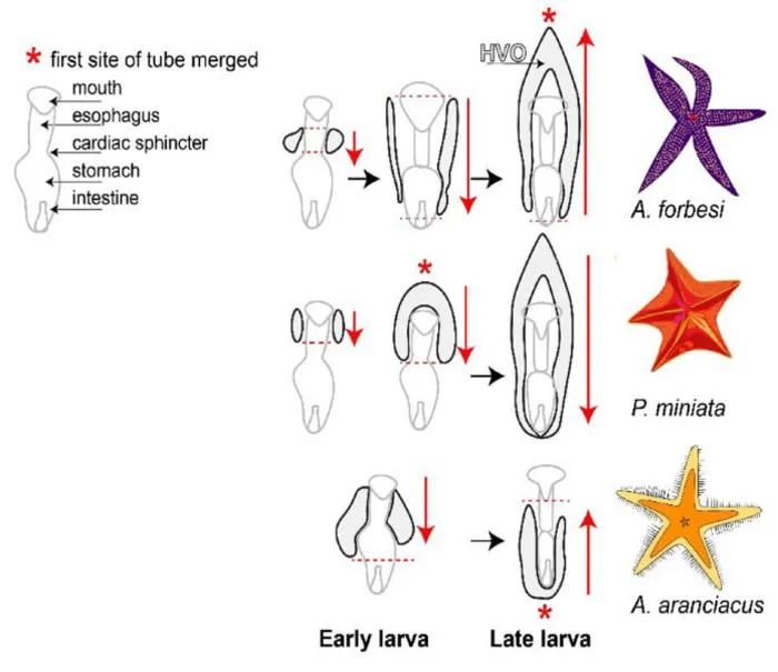 A graphic summarizing development of HVO’s across three sea star species.