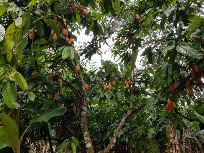 Genetic structure of traditional cacao reveals four new genetic lineages in indigenous Amazonian sites in Peru