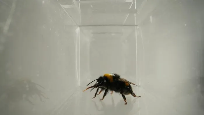 Bumblebee "licks its lips"