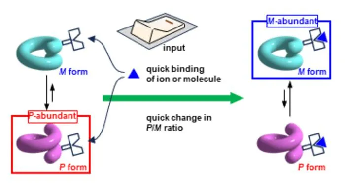 Fig. 1. Typical guest-induced inversion between the right-handed (P) and left-handed (M) forms.