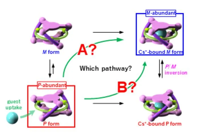 Fig. 3. Changes in the ratio of the right-handed (P) and left-handed(M) forms of the triple-helical closed-cage molecule during guest uptake.