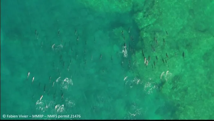 Spinner Dolphins