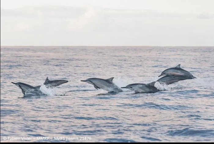 Spinner Dolphins