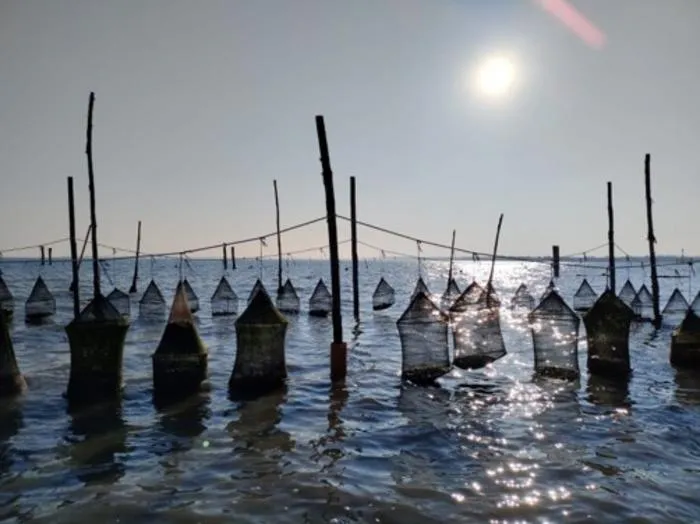 Oyster lanterns in lagoon.