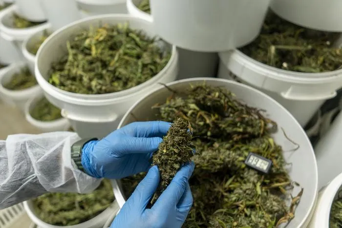 Dried cannabis samples.