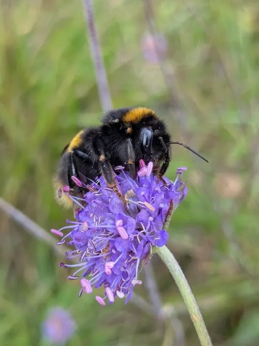 Bumble bee