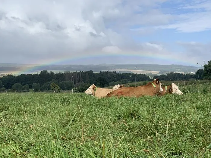 Cattle are resting in the field at Göttingen University’s farming area to carry out research in Relliehausen during a trial of grazing using the "Nofence" virtual fencing system (2021).