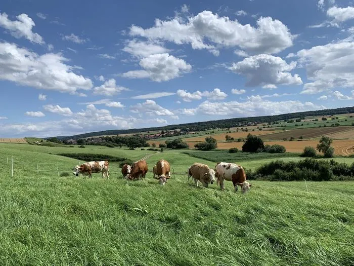 Cattle are grazing within a pasture area defined by the "Nofence" virtual fencing system on Göttingen University's farming area to carry out research in Relliehausen (2021).