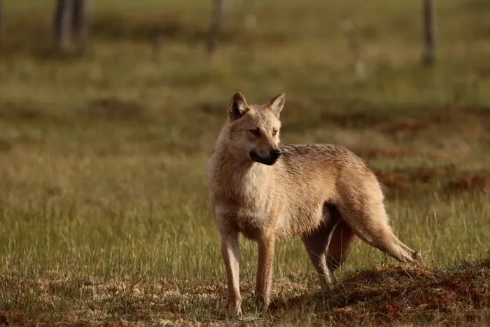 A wolf in Finland