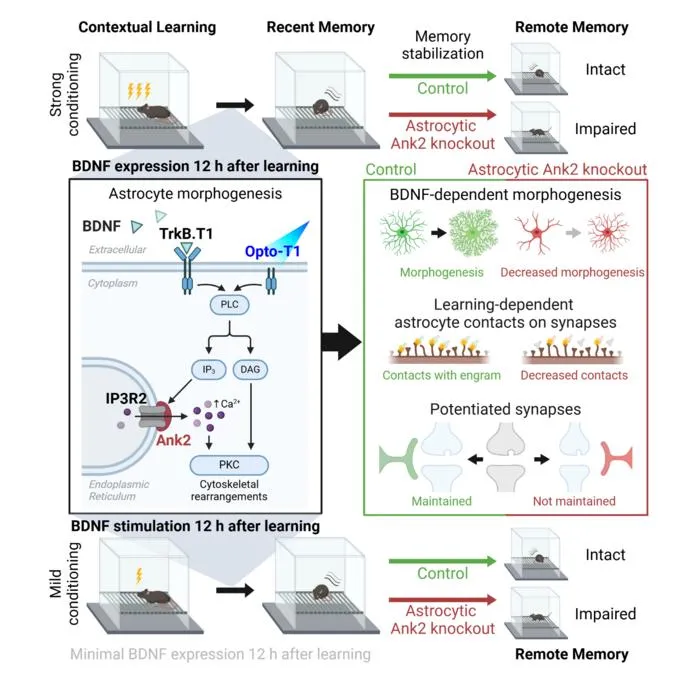 Figure 1. Hippocampal astrocytes regulate memory persistence through Ankyrin-2 (Ank2)-dependent signaling pathways