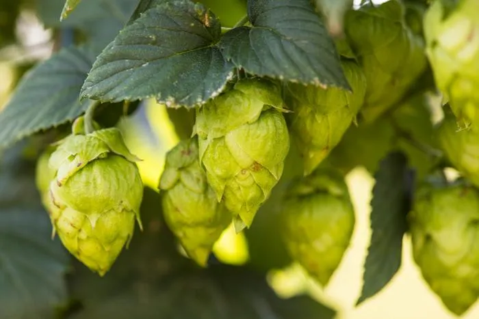 Hops