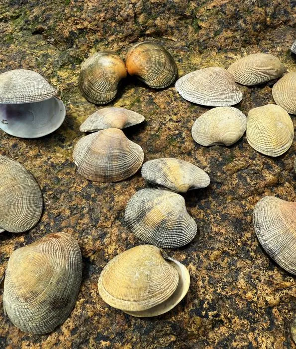 Empty Manila clam shells