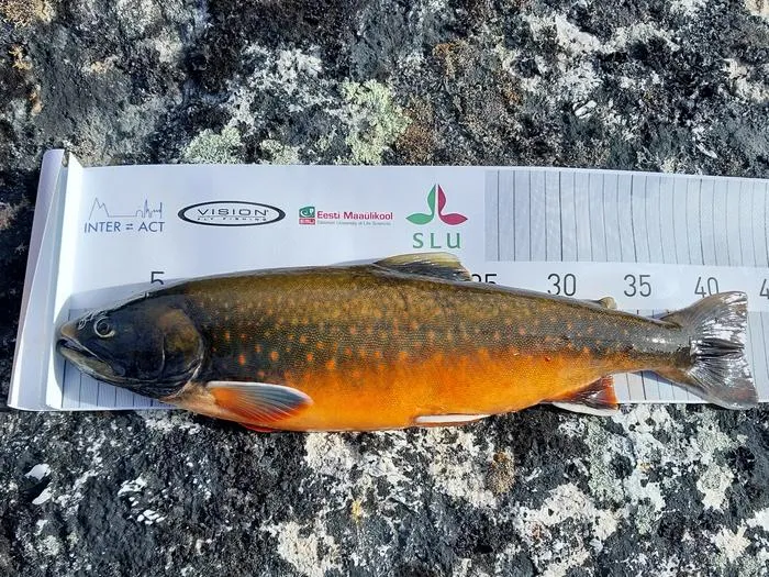 A sampled Greenlandic Arctic char
