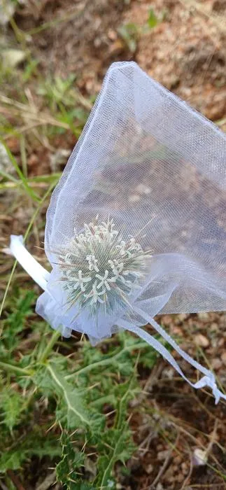 Flower bagged to exclude pollen