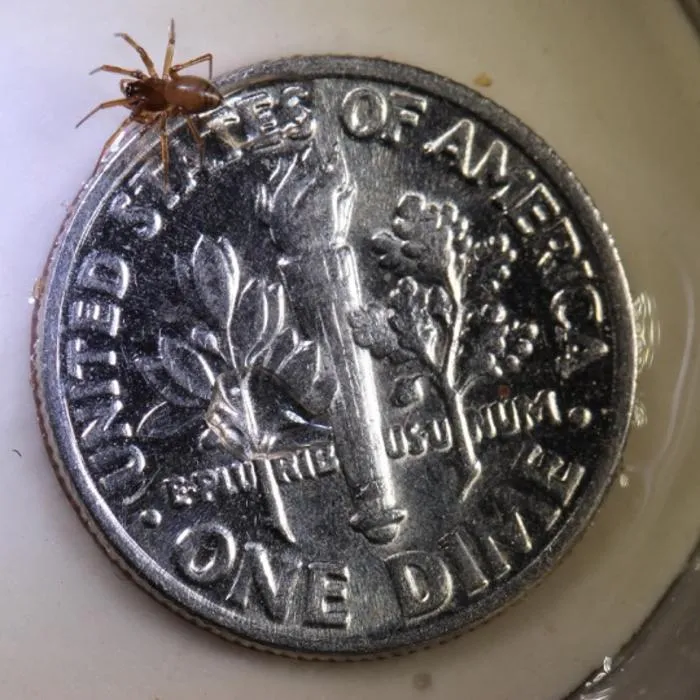 Mermessus fradeorum female on a one dime coin