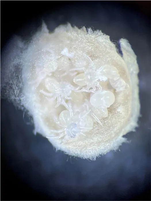 Mermessus fradeorum spiderlings hatching from an egg sac