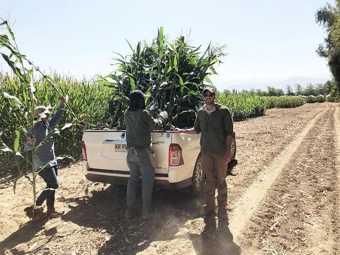 corn samples in the field at the research site
