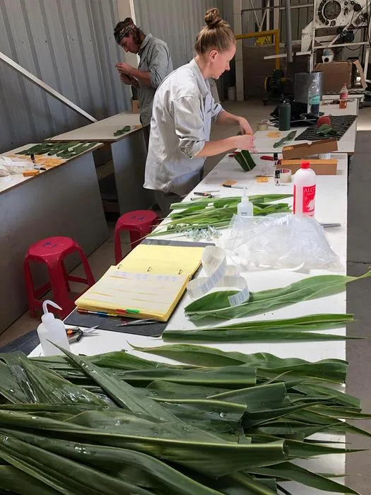 Corn leaf samples