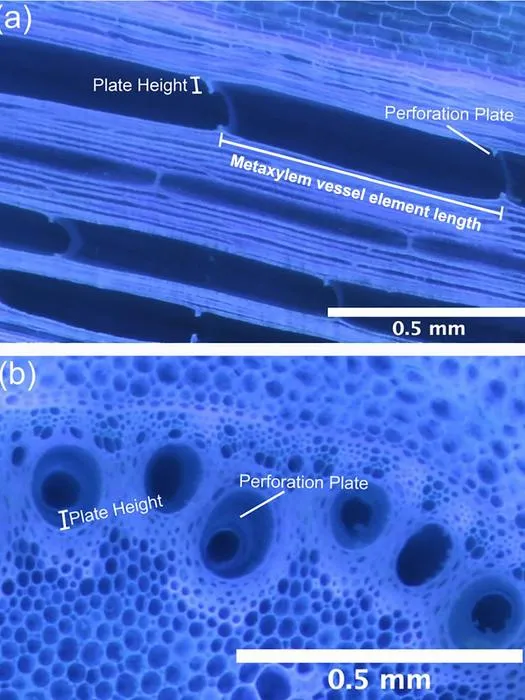 A longitudinal section and a cross-section of corn roots