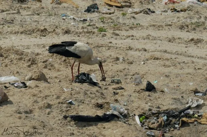 White storks foraging on a landfill.
