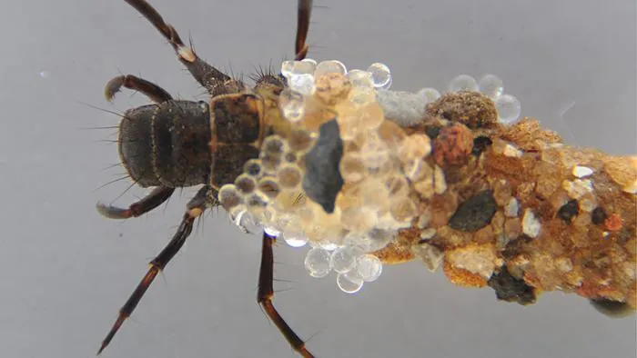 caddisfly larva