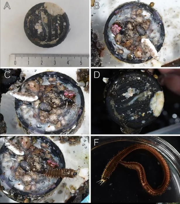 The bottle cap and its polychaete worm inhabitant