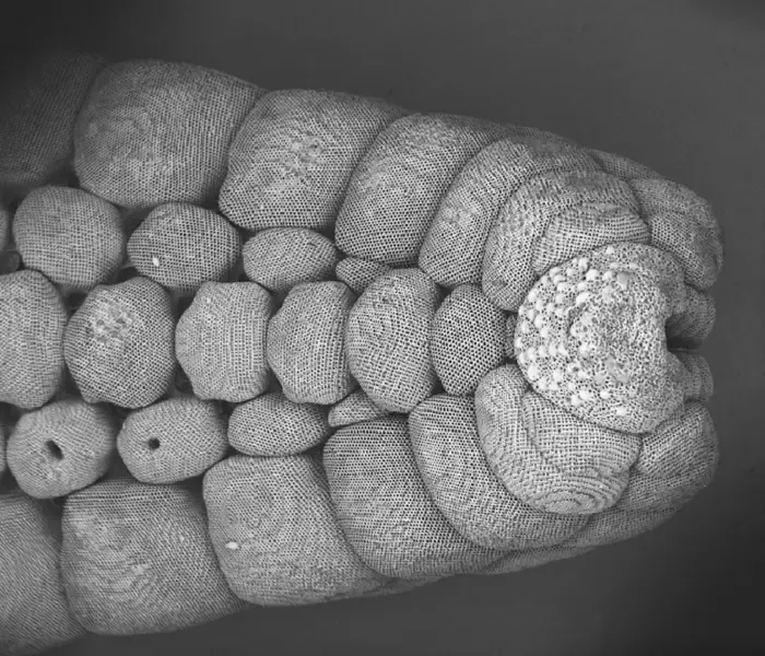 A scanning electron microscopy (SEM) image of the sea star