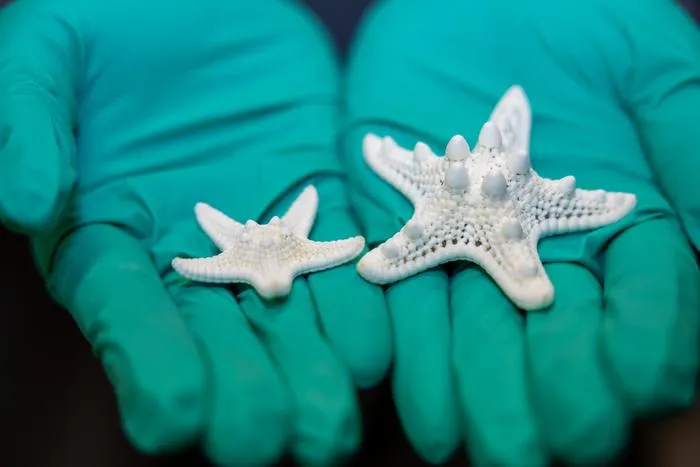 Ling Li holding sea star skeletons