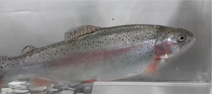 Rainbow Trout in the Laboratory