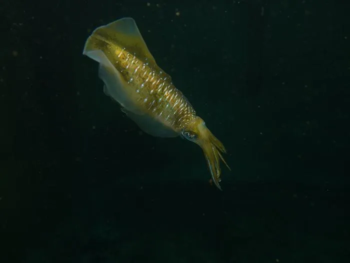 Bigfin reef squid in the research tank.