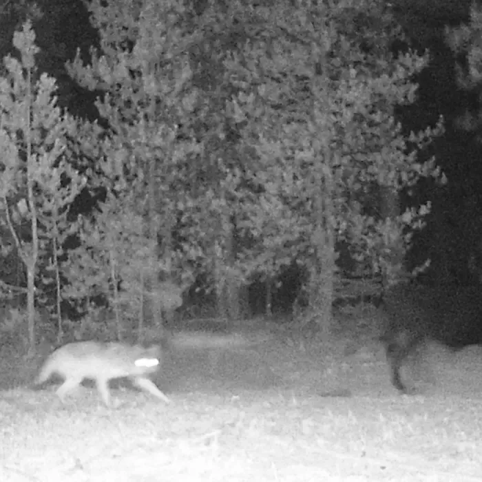 Gray Wolf Diet Composition in California’s Human-Dominated Landscape