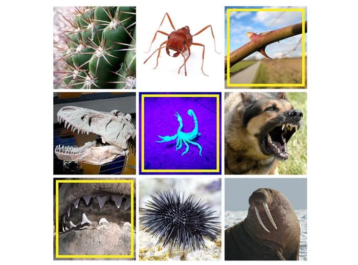 Fangs, spines, tusks