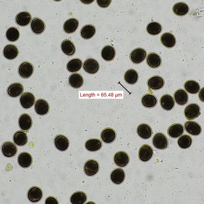 Zoonotic endoparasites and Toxoplasma gondii seropositivity in free-roaming cats (Felis catus) from New York City boroughs
